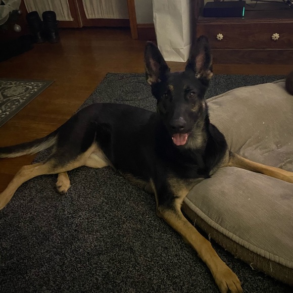 Meet your Posher, Kevin - Picture 1 of 1